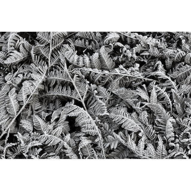 Kuvatapetti Rebel Walls Frost Leaf, non-woven, mittatilaus
