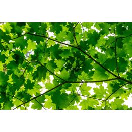 Kuvatapetti Rebel Walls Maple Leaves non-woven mittatilaus