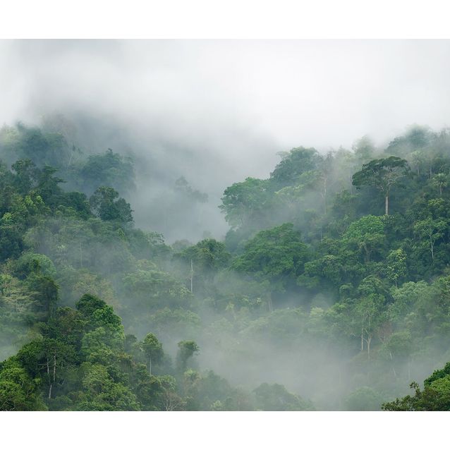 Kuvatapetti Rebel Walls Misty Forest, non-woven, mittatilaus