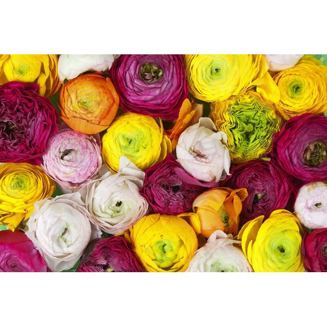 Kuvatapetti Rebel Walls Ranunculus, non-woven, mittatilaus