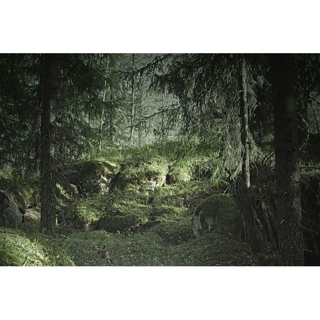 Kuvatapetti Rebel Walls Virgin Forest, non-woven, mittatilaus