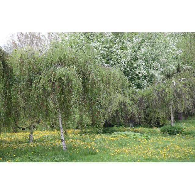 Kyynelkoivu Betula pendula Maisematukku Youngii 150