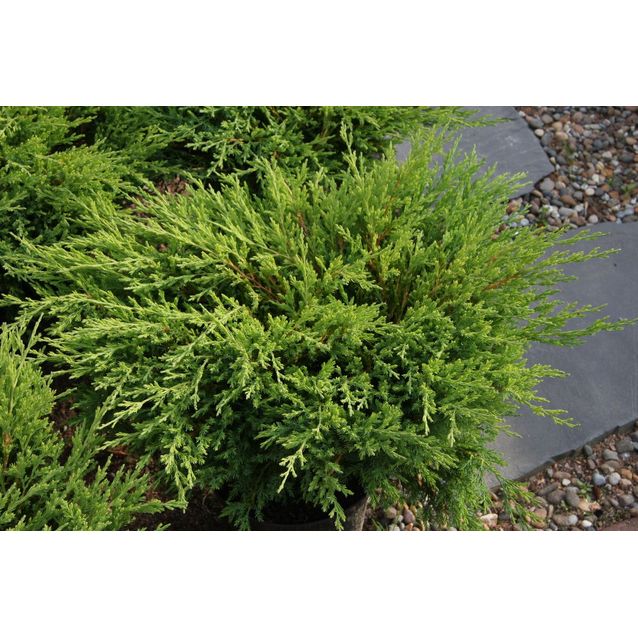 Laakakataja Juniperus h. Maisematukku Andorra Compact 30-40