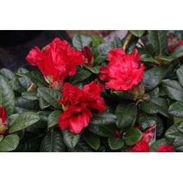 Lamoalppiruusu Rhododendron Viheraarni Scarlet Wonder 25-30