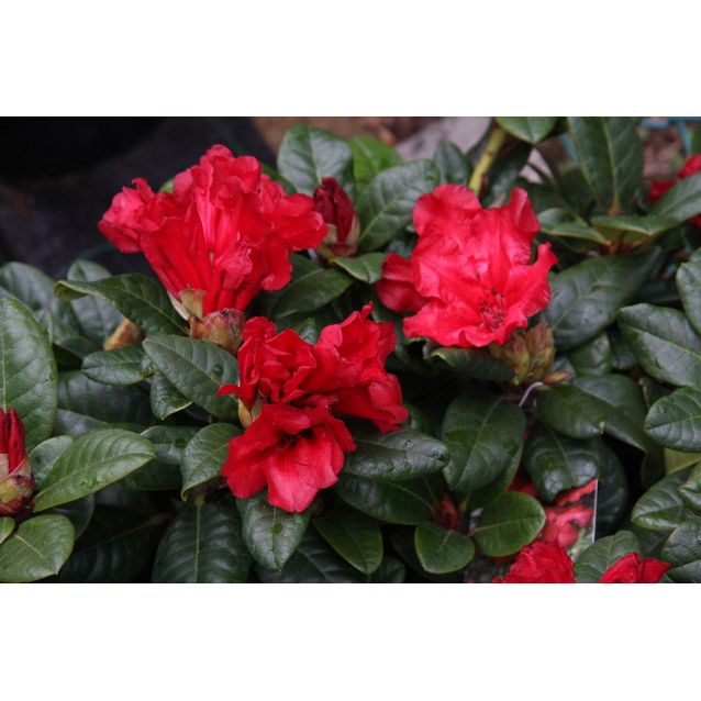 Lamoalppiruusu Rhododendron Maisematukku Scarlet Wonder 25-30