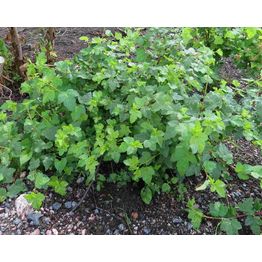 Lamoheisiangervo Physocarpus opulifolius Viheraarni Tilden Park