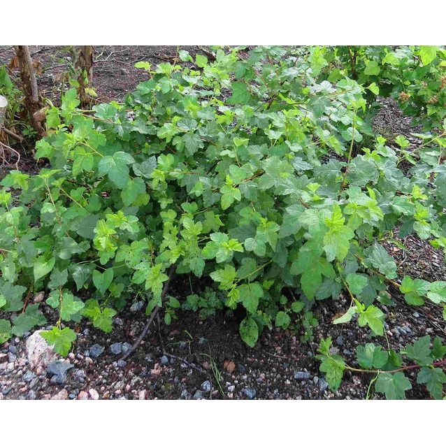 Lamoheisiangervo Physocarpus opulifolius Maisematukku Tilden Park