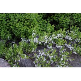 Lamohietakirsikka Prunus pumila var. Depressa Viheraarni