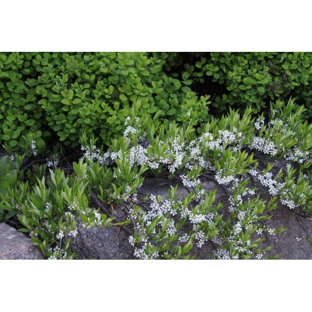 Lamohietakirsikka Prunus pumila var. Depressa Maisematukku