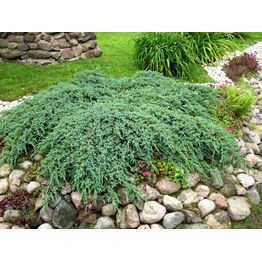 Lamosinikataja Juniperus sq. Viheraarni Blue Carpet 30-40