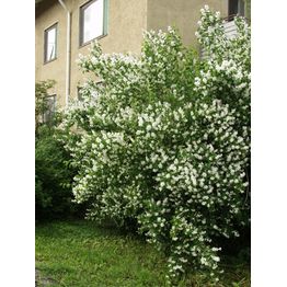 Loistojasmike Philadelphus lewisii Viheraarni Tähtisilmä