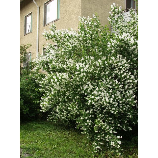 Loistojasmike Philadelphus lewisii Maisematukku Tähtisilmä