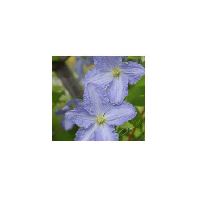 Loistokärhö Clematis Maisematukku Blue Angel