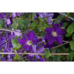Loistokärhö Clematis Viheraarni Jackmanii