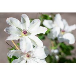 Loistokärhö Clematis Viheraarni Matka U. Ledochowska