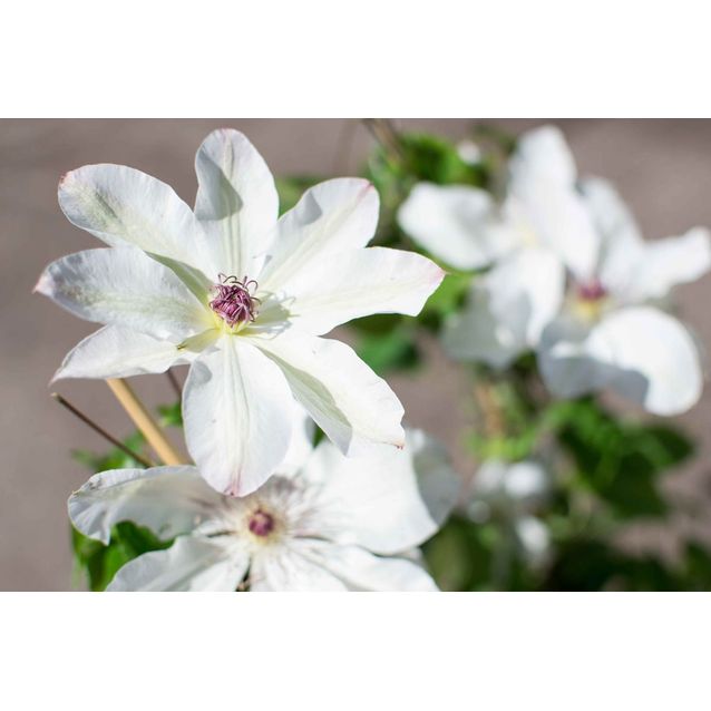 Loistokärhö Clematis Maisematukku Matka U. Ledochowska