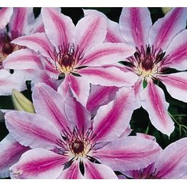 Loistokärhö Clematis Viheraarni Nelly Moser