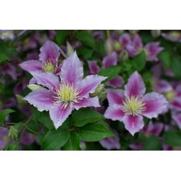 Loistokärhö Clematis Viheraarni Piilu