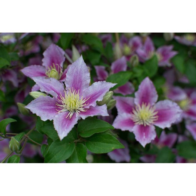 Loistokärhö Clematis Maisematukku Piilu