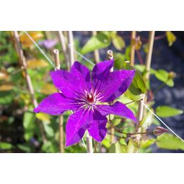 Loistokärhö Clematis Viheraarni The President