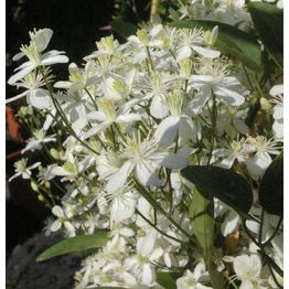 Lumikärhö Clematis Viheraarni Summer Snow