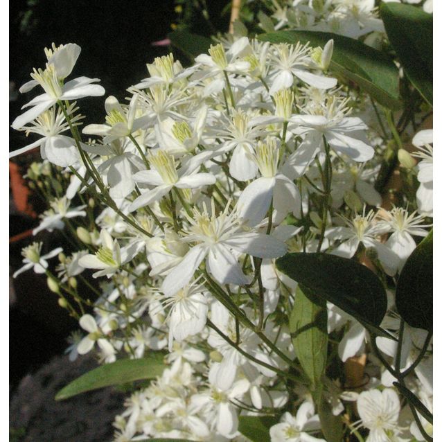 Lumikärhö Clematis Maisematukku Summer Snow