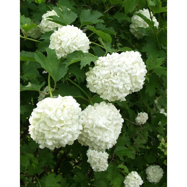 Lumipalloheisi Viburnum opulus Maisematukku Pohjan Neito