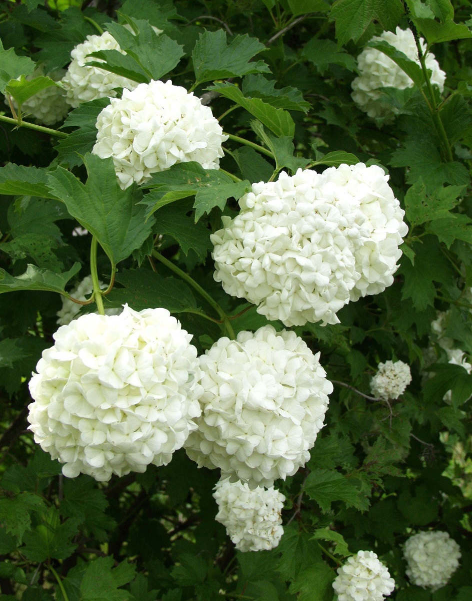 Lumipalloheisi Viburnum Opulus Viheraarni Pohjan Neito Lumipalloheisi Viburnum Opulus Viheraarni Pohjan Neito