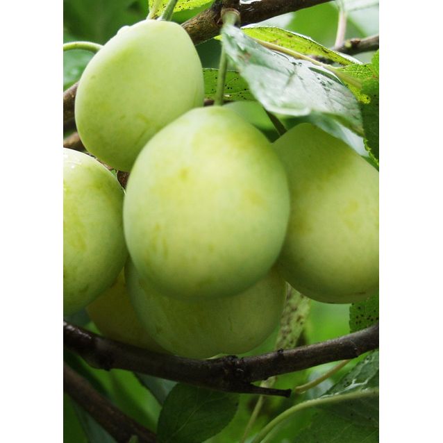 Luumu Prunus domestica Maisematukku Laatokan helmi