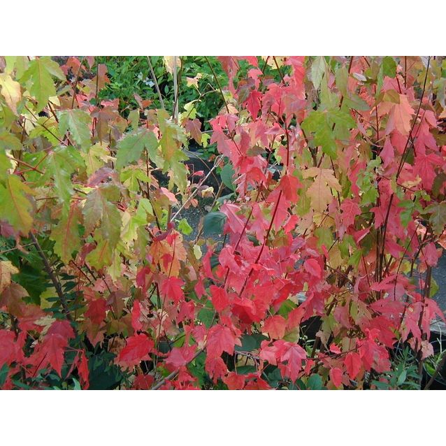 Mangolianvaahtera Acer tataricum subs. ginnala Maisematukku