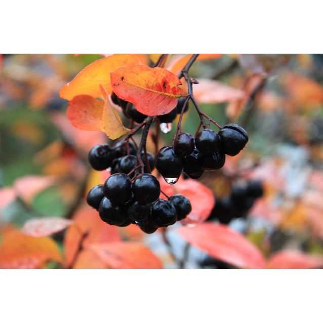 Marja-aronia Viking Maisematukku