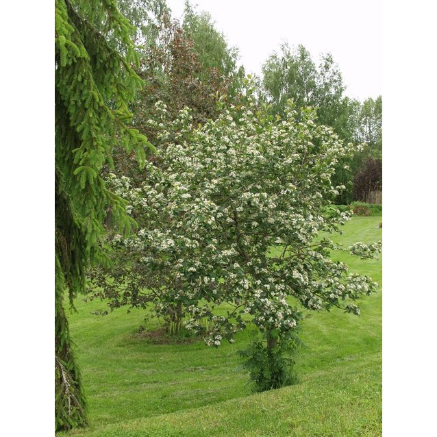 Marja-aroniapuu Aronia Maisematukku Viking 150-200