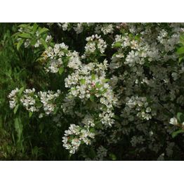 Marjaomenapensas Malus toringo var sargentii Viheraarni