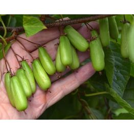 Minikiivi Actinidia kolomikta Viheraarni Vitakola