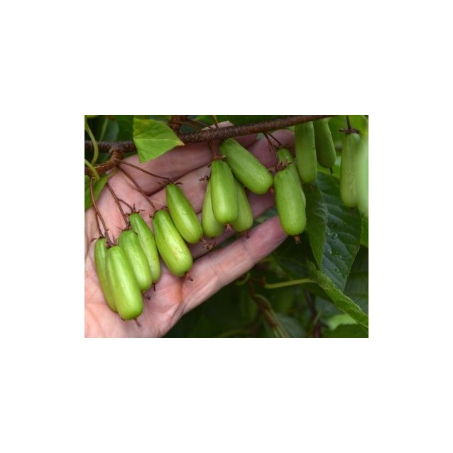 Minikiivi Actinidia kolomikta Maisematukku Vitakola