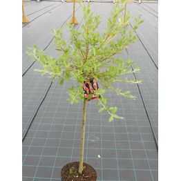 Mirripaju Salix gracilistyla Viheraarni MT Aso 120