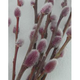 Mirripaju Salix gracilistyla MT ASO