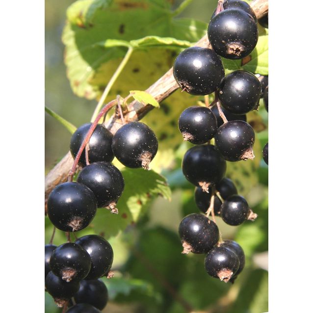 Mustaherukka Ribes nigrum Maisematukku Marski