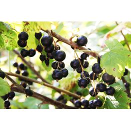 Mustaherukka Ribes nigrum Viheraarni Melalahti