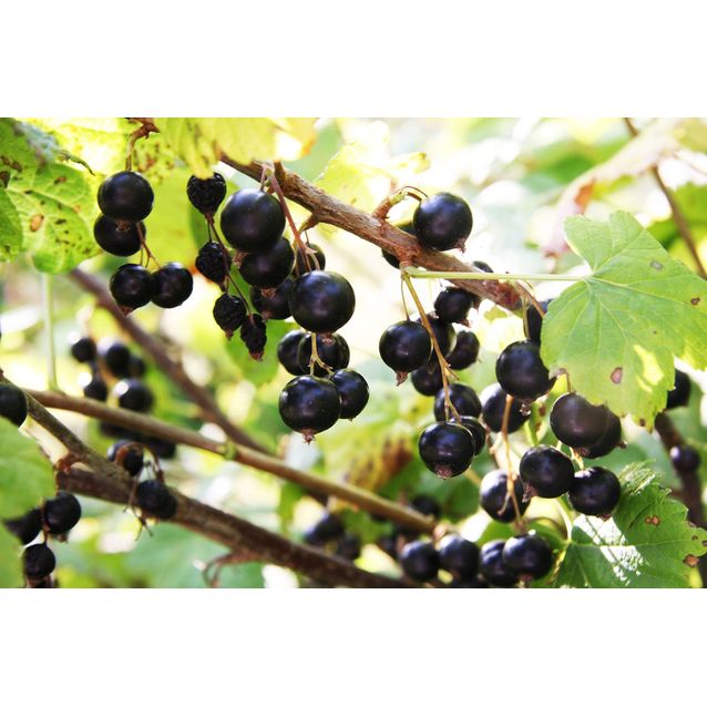 Mustaherukka Ribes nigrum Maisematukku Melalahti