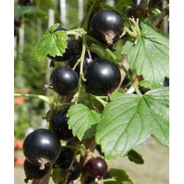 Mustaherukka Ribes nigrum Viheraarni Mikael
