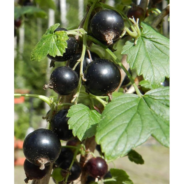 Mustaherukka Ribes nigrum Maisematukku Mikael