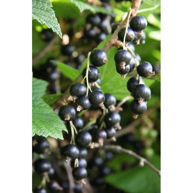 Mustaherukka Ribes nigrum Maisematukku Öjebyn