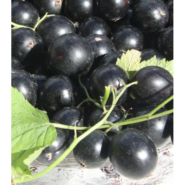 Mustaherukka Ribes nigrum Maisematukku Pohjan Jätti