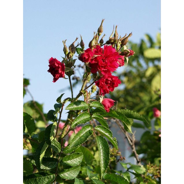 Neilikkaruusu Rosa Maisematukku F.J. Grootendorst