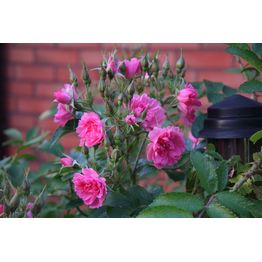 Neilikkaruusu Rosa Viheraarni Pink Grootendorst