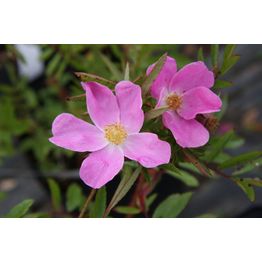 Nukkeruusu Rosa nitida Viheraarni