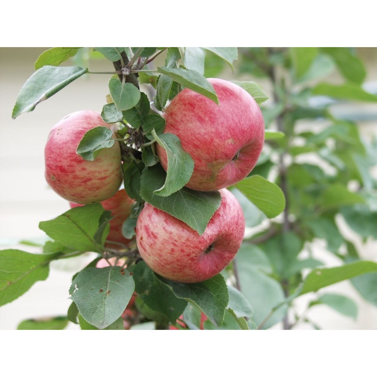 Omenapuu Malus domestica Viheraarni Huvitus