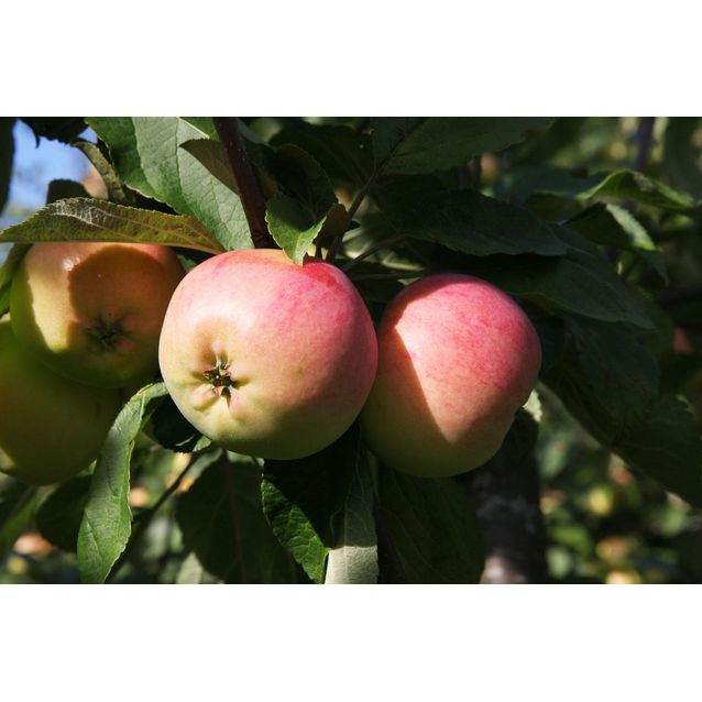 Omenapuu Malus domestica Maisematukku Keltakaneli