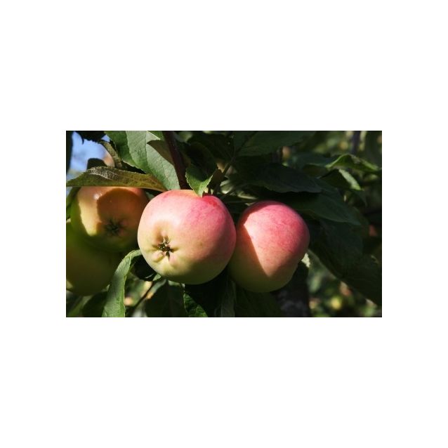 Omenapuu Malus domestica Maisematukku Keltakaneli hillittykasvuinen